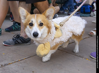 2024 Tour de Corgi - tour