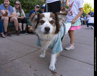 2024 Tour de Corgi - tour