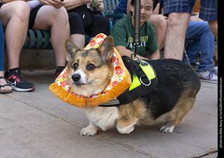 2024 Tour de Corgi - tour