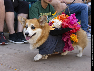 2024 Tour de Corgi - tour