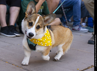 2024 Tour de Corgi - tour