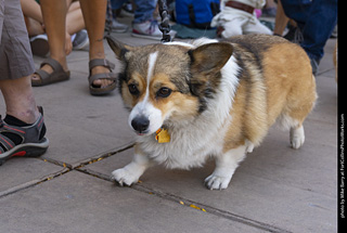 2024 Tour de Corgi - tour