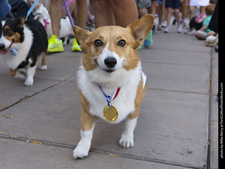 2024 Tour de Corgi - tour