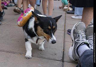 2024 Tour de Corgi - tour