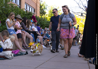 2024 Tour de Corgi - tour