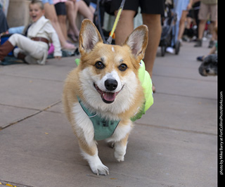 2024 Tour de Corgi - tour