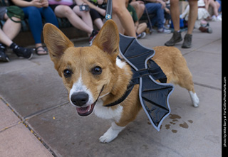 2024 Tour de Corgi - tour