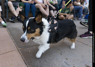 2024 Tour de Corgi - tour