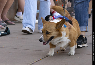 2024 Tour de Corgi - tour