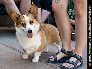 Tour de Corgi - Tour #4