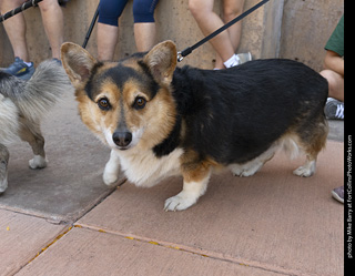 2024 Tour de Corgi - tour