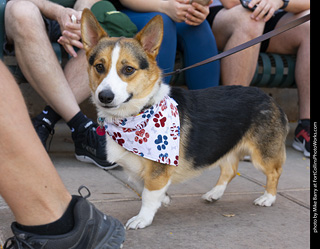 2024 Tour de Corgi - tour