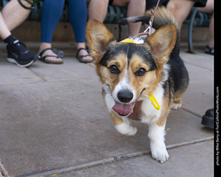 2024 Tour de Corgi - tour