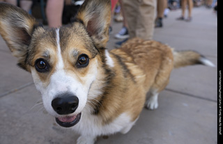 2024 Tour de Corgi - tour