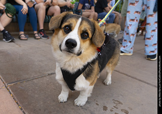 2024 Tour de Corgi - tour