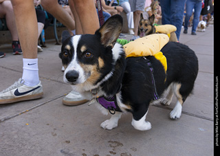 2024 Tour de Corgi - tour