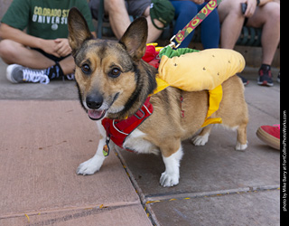 2024 Tour de Corgi - tour