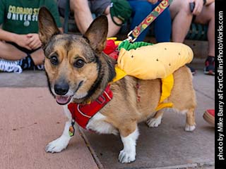 Tour de Corgi - Tour #7