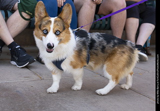 2024 Tour de Corgi - tour