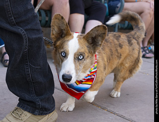 2024 Tour de Corgi - tour