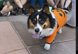 2024 Tour de Corgi - tour