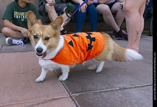 2024 Tour de Corgi - tour