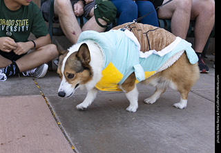 2024 Tour de Corgi - tour