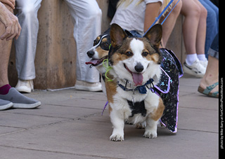 2024 Tour de Corgi - tour