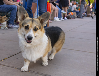 2024 Tour de Corgi - tour