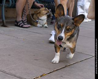 2024 Tour de Corgi - tour