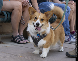 2024 Tour de Corgi - tour