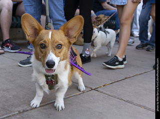 2024 Tour de Corgi - tour