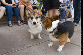 2024 Tour de Corgi - tour