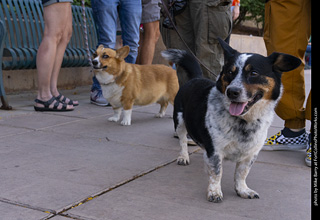 2024 Tour de Corgi - tour