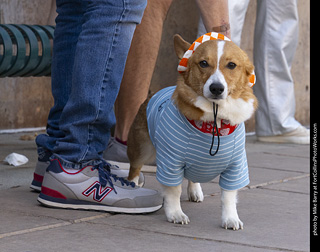 2024 Tour de Corgi - tour