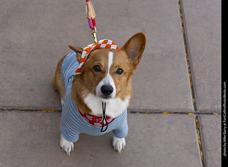 2024 Tour de Corgi - tour