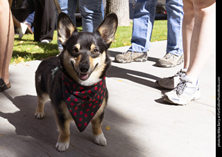 2024 Tour de Corgi - tour