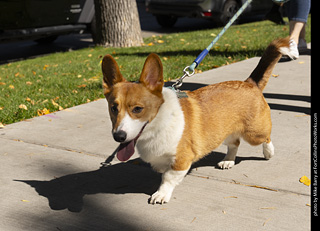 2024 Tour de Corgi - tour