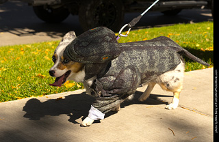 2024 Tour de Corgi - tour