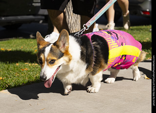 2024 Tour de Corgi - tour